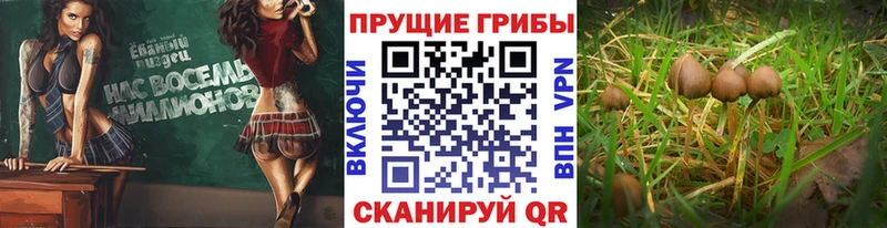 мориарти наркотические препараты  Рошаль  Галлюциногенные грибы Psilocybe 